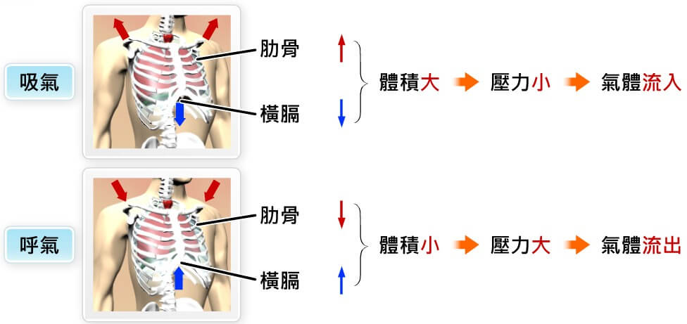 呼吸與氣體的恆定